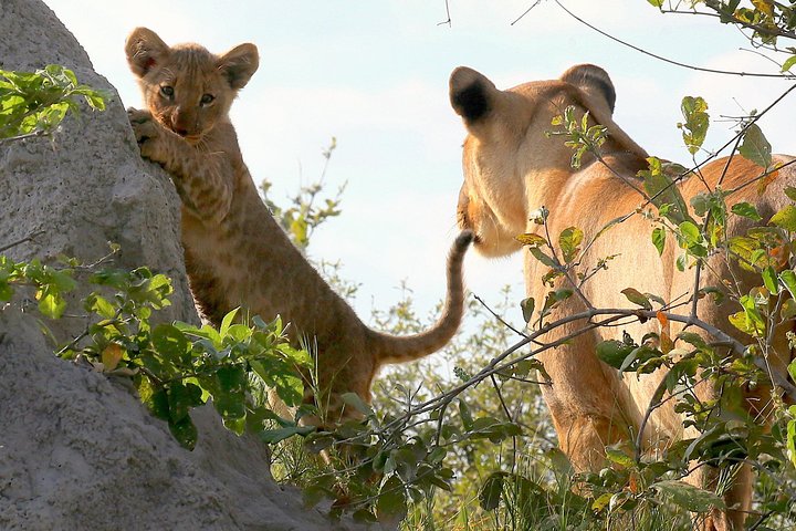Exclusive full day Chobe game drive safari