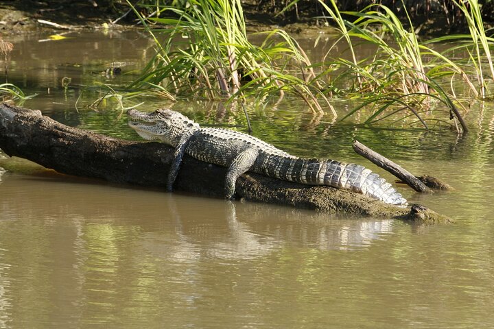 Everglades National Park with Hotel Pick up in Miami