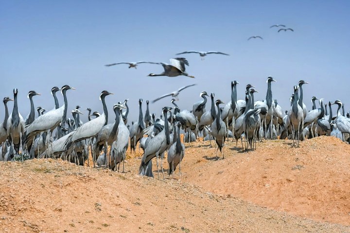 3 Day Jaisalmer Desert and Kheechan Bird Tour from Jodhpur