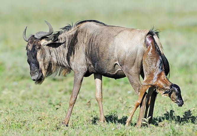 5-Day Great Migration Safari: Central Serengeti & Ndutu Calving Season