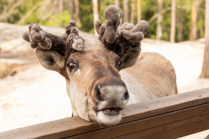 Northern Elegance: Private Reindeer Safari & Fireside Picnic*****
