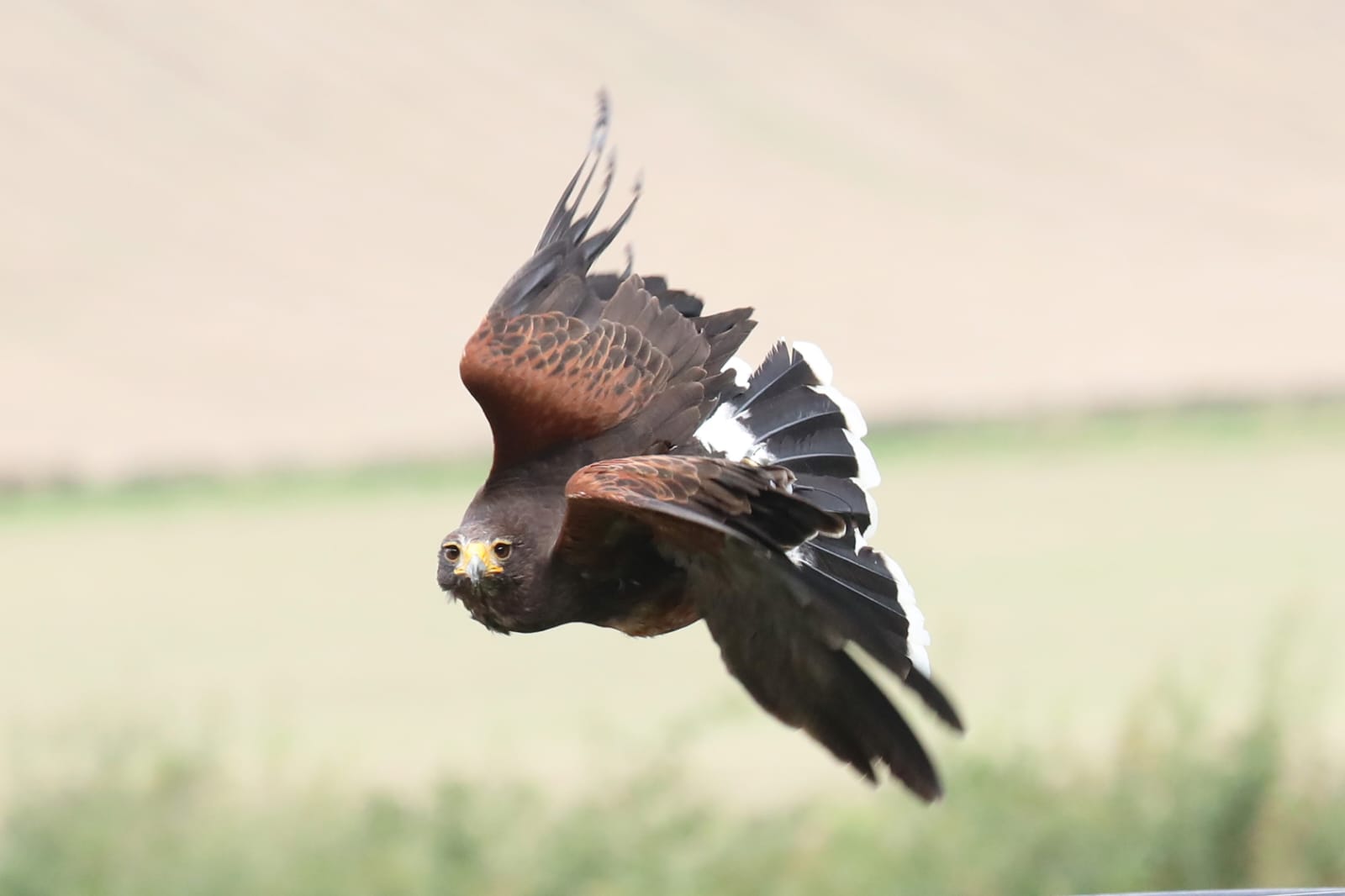 Woodland Hawk Walk