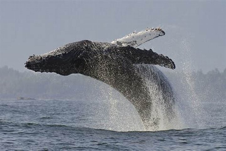 Whales Watching Hermanus Boat Trip and Private Wine Tour