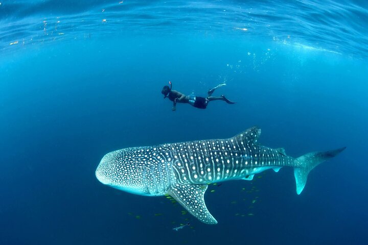 Whale Shark Adventure Day Trip from Zanzibar to Mafia Island