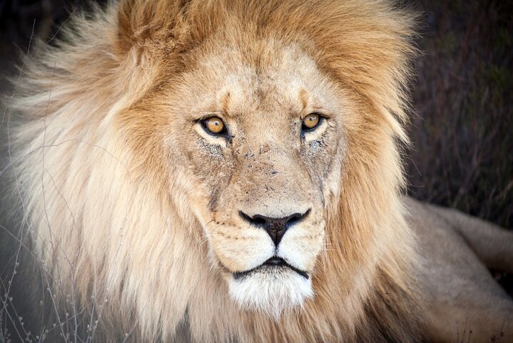 Big 5 Safari Aquila Game Tour wine tasting and Lunch