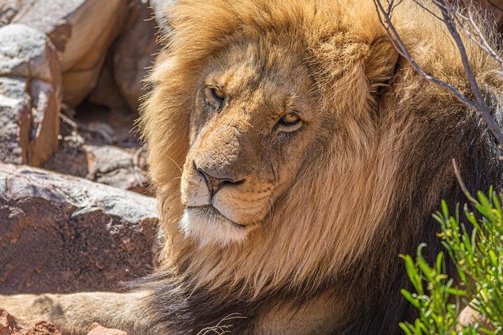 Aquila Game Safari with Transportation and Lunch private tour Aquila Game Safari with Transportation and Lunch private tour