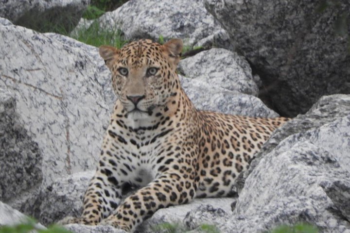 Jawai Leopard Safari & Ranakpur Tour from Jodhpur
