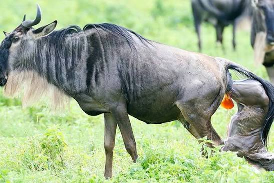 8 Days Tarangire to Ndutu & Serengeti – Wildebeest Calving & Big Game