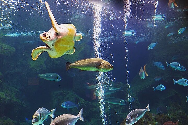 Cretaquarium Tour From Heraklion- pick up from Kokkini Hani to Malia