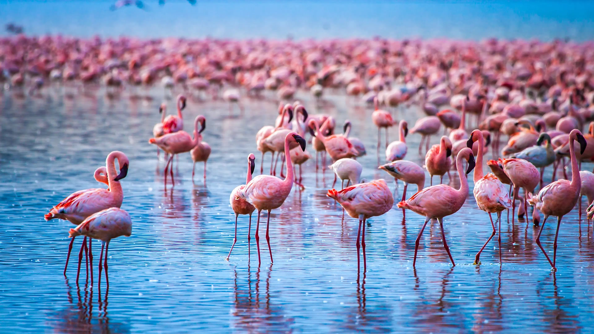 6 Days Kenya Wildlife and Lakes Safari 6 Days Kenya Wildlife and Lakes Safari