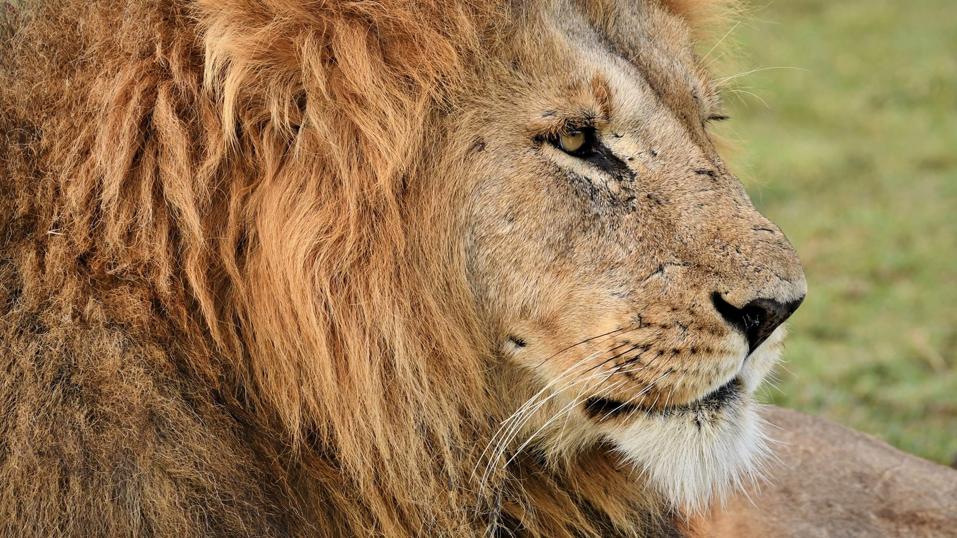 8 Days Kenya's Untamed Luxury Safari 8 Days Kenya’s Untamed Luxury Safari