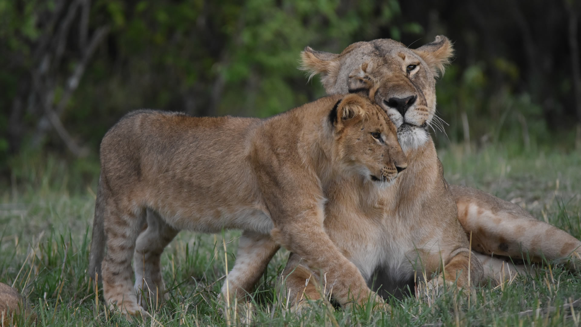 8 Days Kenya Iconic Family Safari 8 Days Kenya Iconic Family Safari