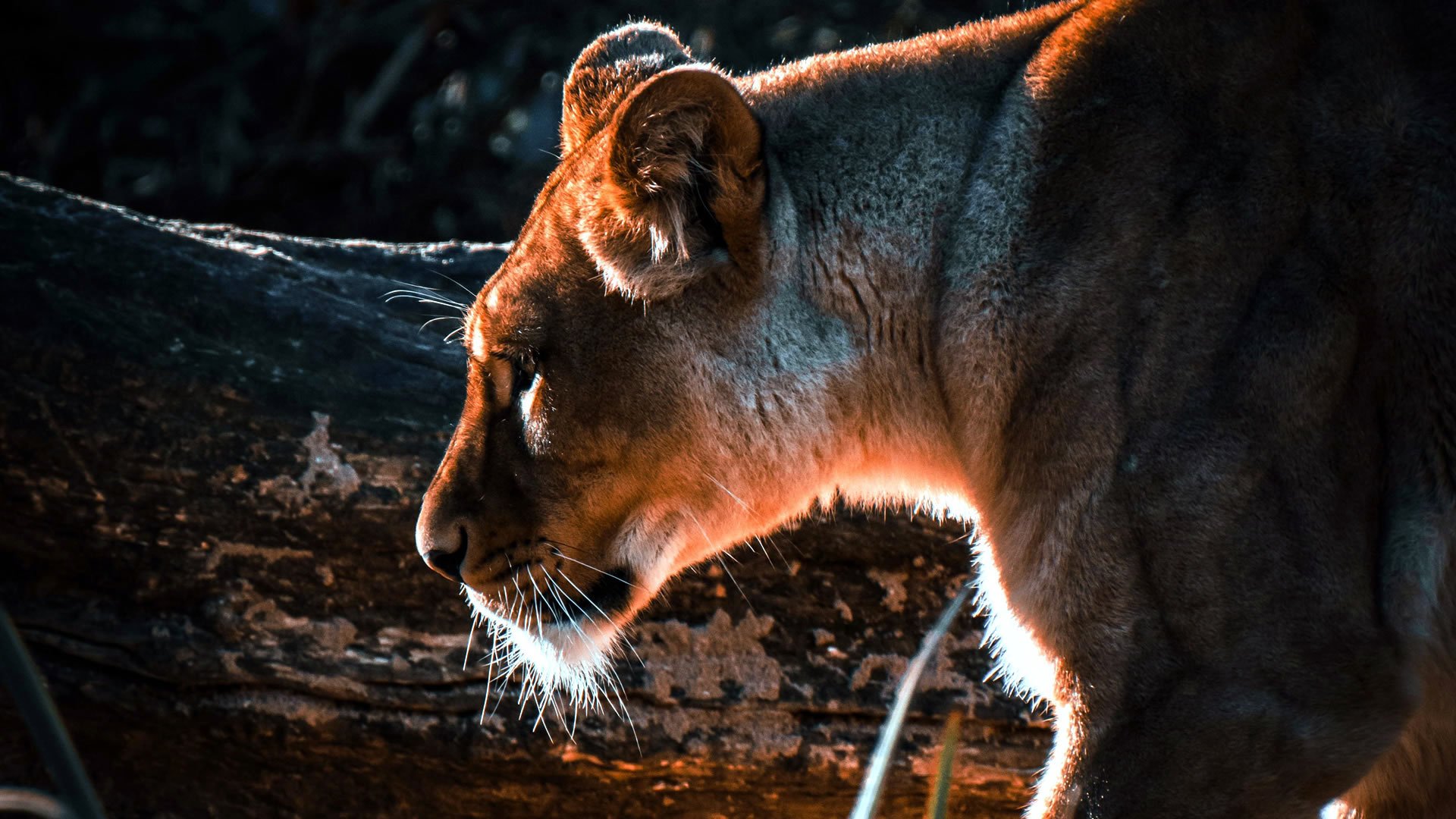 7 Days Kenya Luxury Safari Experience 7 Days Kenya Luxury Safari Experience