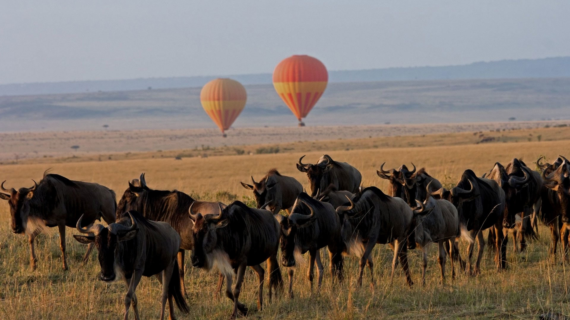 5 Days Migration Kenya Safari Including Lake Naivasha 5 Days Migration Kenya Safari Including Lake Naivasha