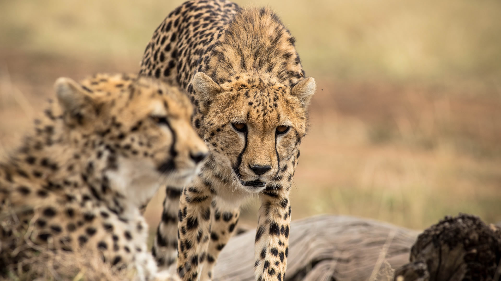 5 Days Masai Mara luxury Safari