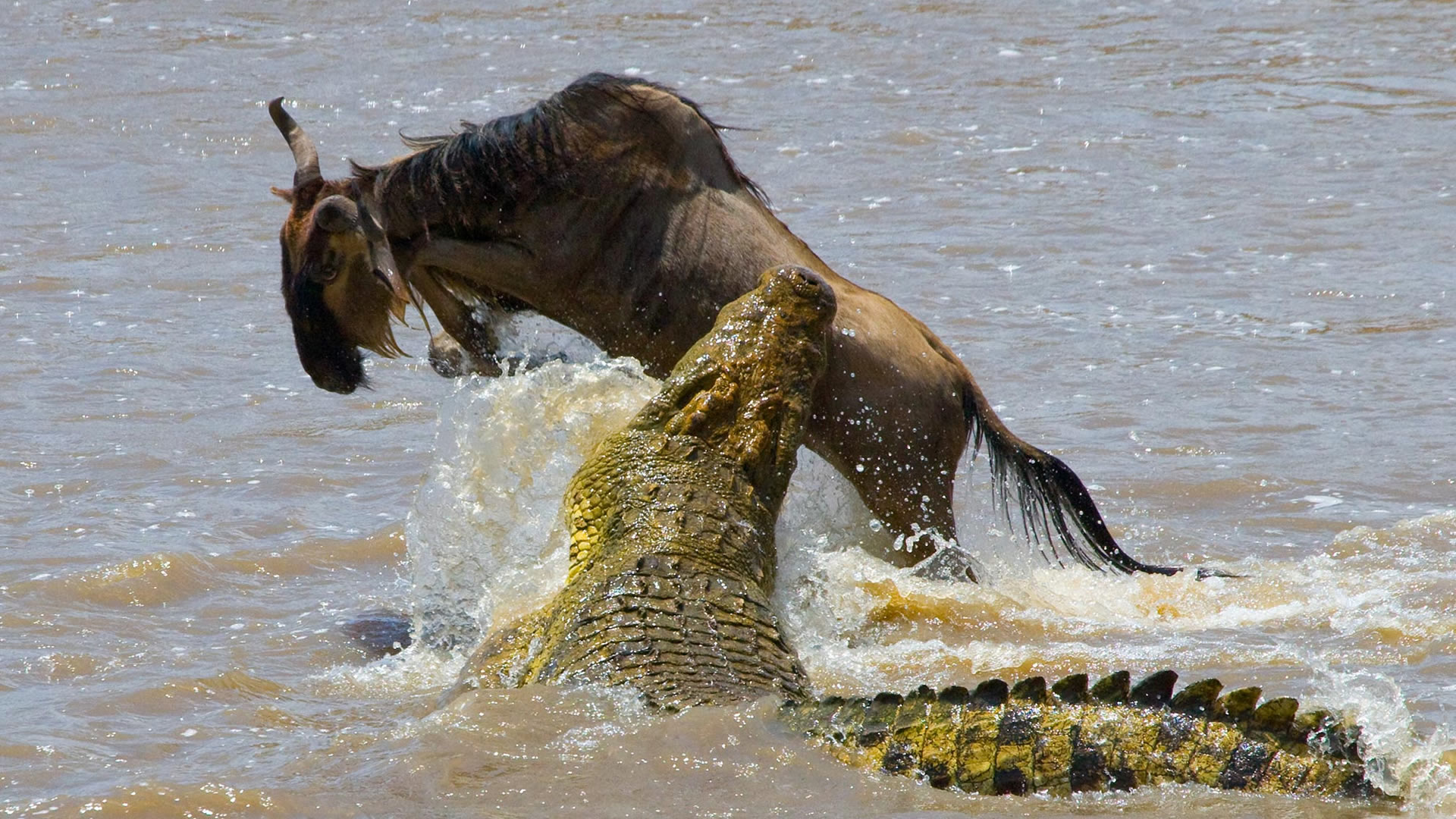 6 Days Wildebeest Migration Kenya Safari Expedition 6 Days Wildebeest Migration Kenya Safari Expedition