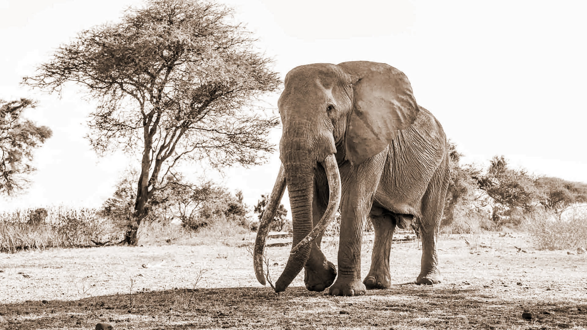 9 Days In the Footsteps of Craig Kenya Safari 9 Days In the Footsteps of Craig Kenya Safari