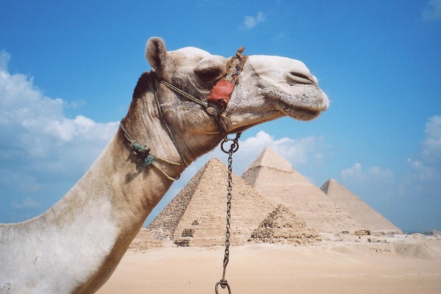 Sunrise Camel Ride,Giza pyramids and Sahara Desert