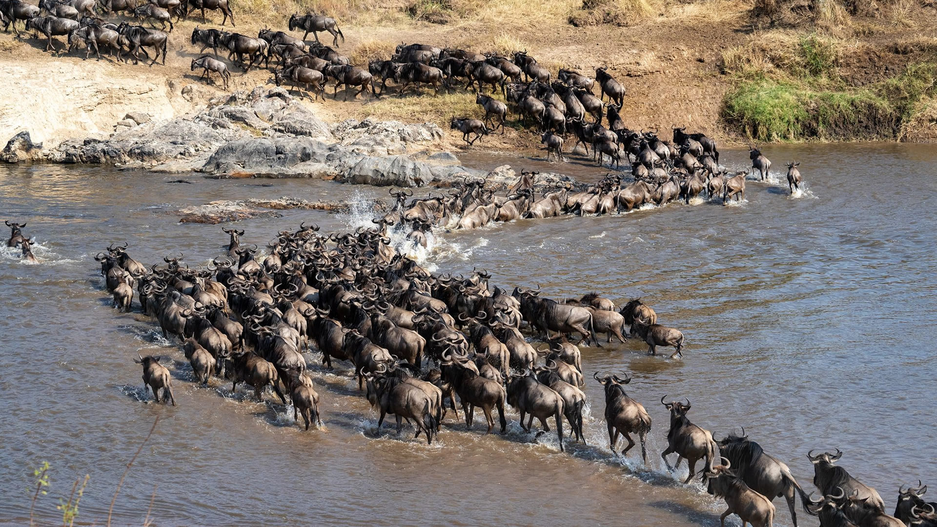 4 Days Wildebeest Migration Kenya Safari 4 Days Wildebeest Migration Kenya Safari